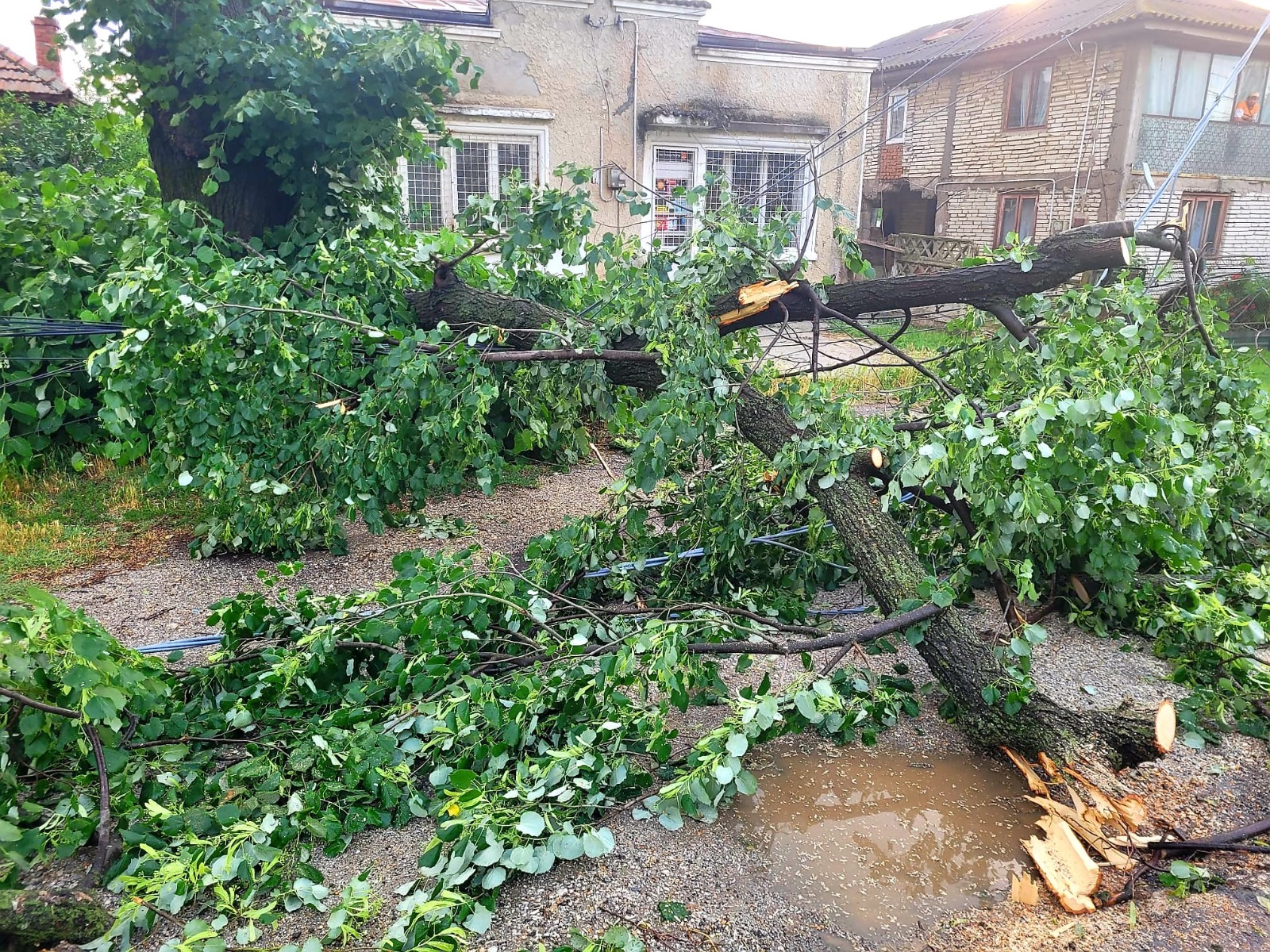 Copaci căzuți pe șosele, cabluri electrice rupte, curți și străzi ...