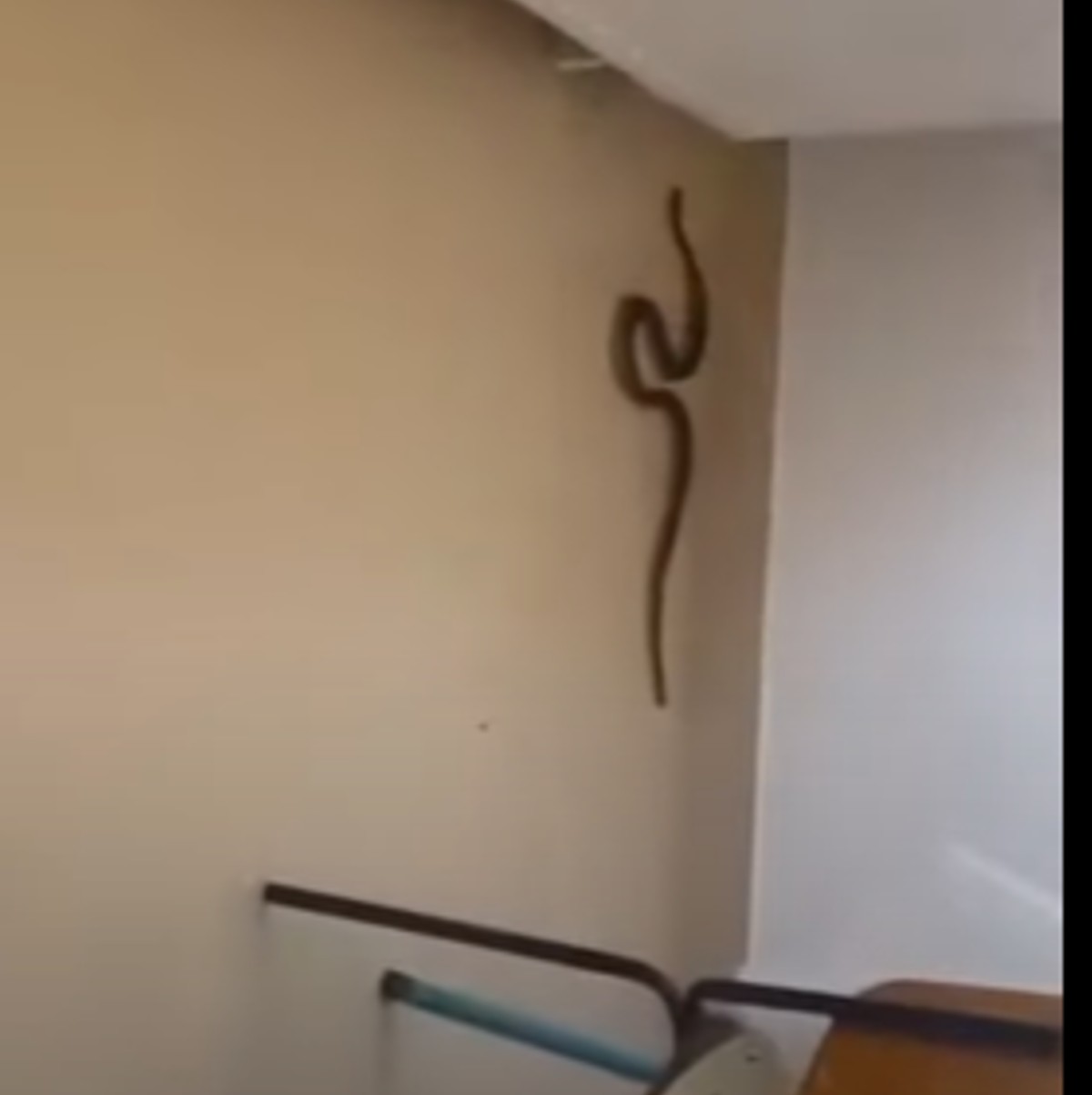 Invazie de șerpi la Balș. Unul a ajuns chiar la spital