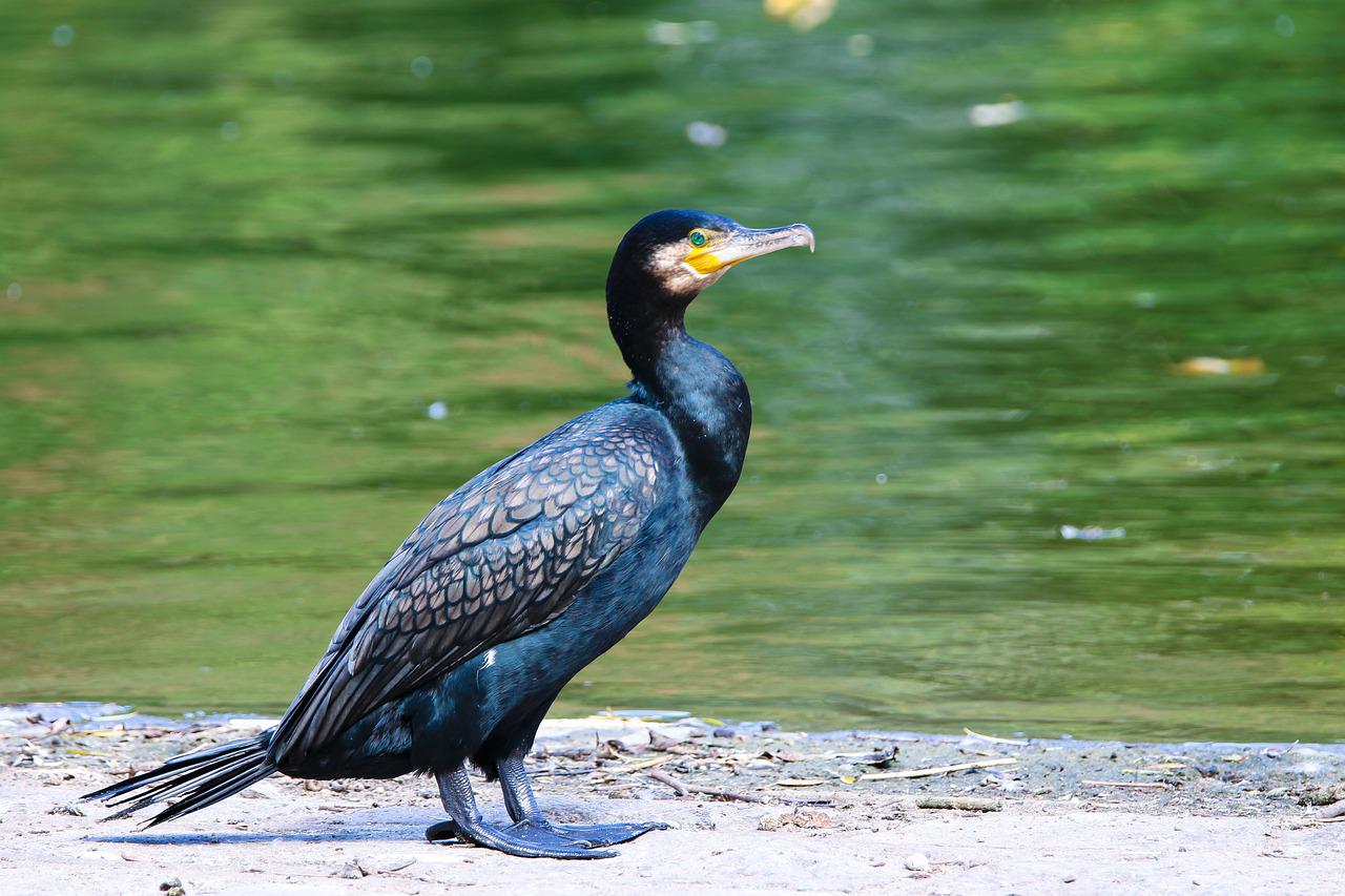 DELTA SĂLBATICĂ Tulcea: Cormoranii, păsările care garantează durabilitatea pescuitului în Deltă