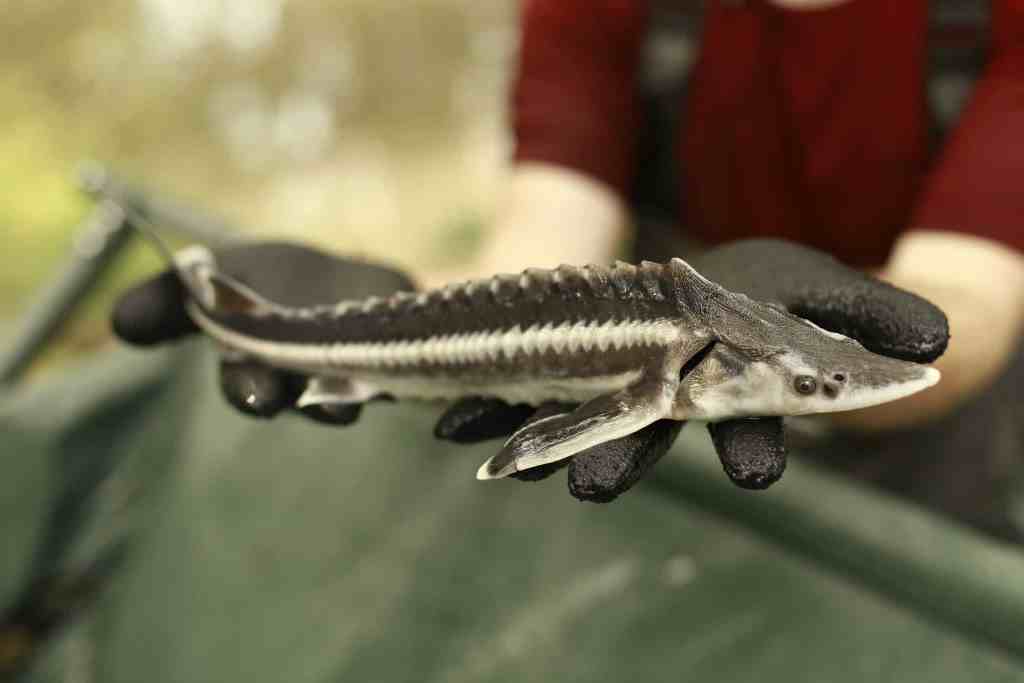 WWF România: Viza, o specie de sturion, a dispărut din Dunăre; cega şi nisetrul, ameninţate