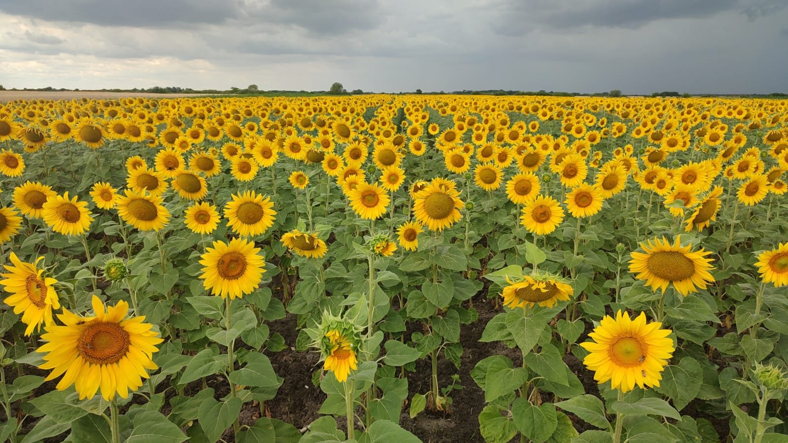 Giurgiu: Persoane necunoscute au recoltat floarea-soarelui de pe un teren din Băneasa; se fac cercetări pentru furt