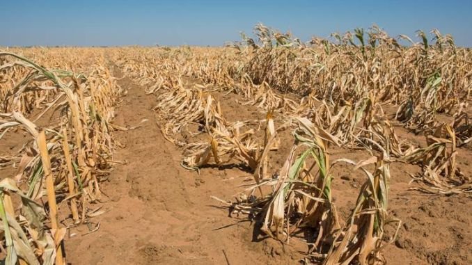 Suprafaţa afectată de secetă a urcat la 375.423 hectare, conform ultimelor comunicări
