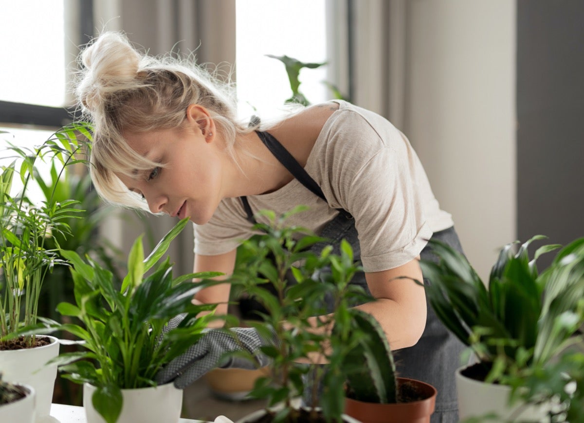 Cum ai grijă de plantele tale de apartament vara, pe căldură mare
