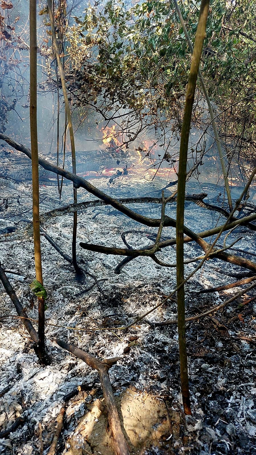 Mobilizare a pompierilor din trei județe, la un incendiu de pădure, în Giurgiu