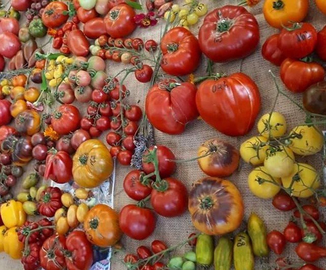 Festivalul tomatelor şi al biodiversităţii la Sibiu. Seminţe dăruite gratuit