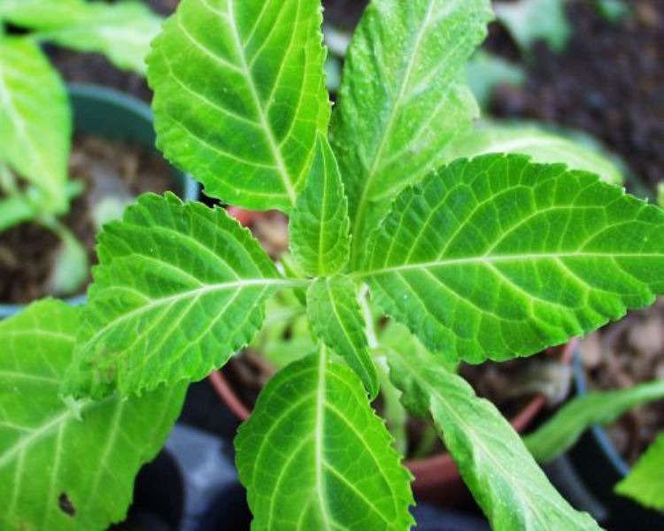 Salvia, plantă medicinală sau drog?