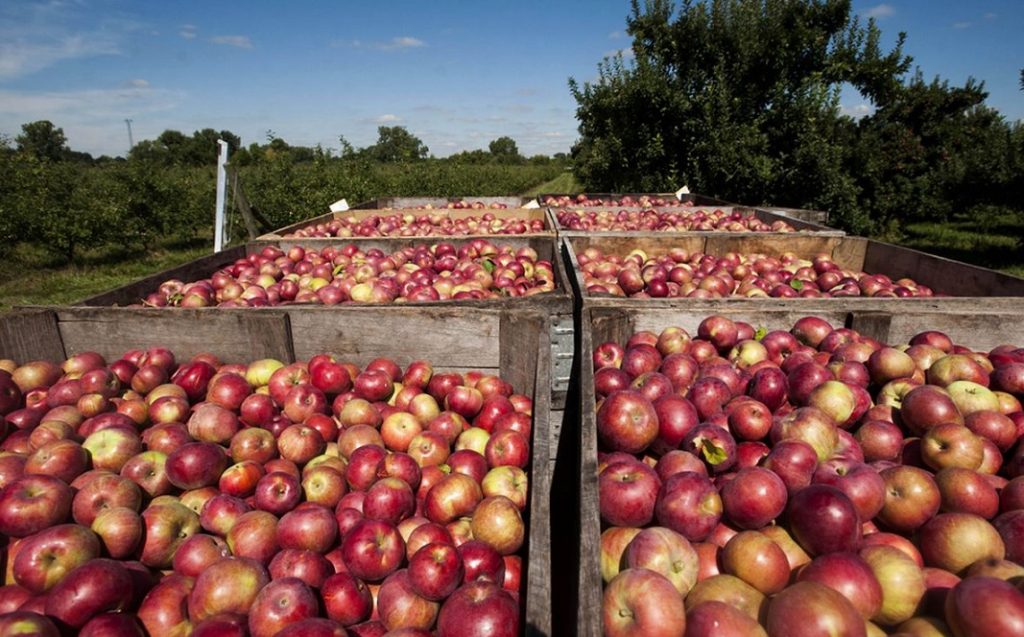„Sclavie modernă” la o fermă din Belgia: Câteva zeci de sezonieri români și polonezi s-au hrănit doar cu mere timp de două săptămâni