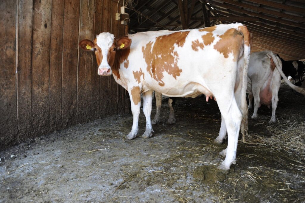 Rabie confirmată la o vacă dintr-o gospodărie din Neamț. Ce se întâmplă cu animalele din zonă