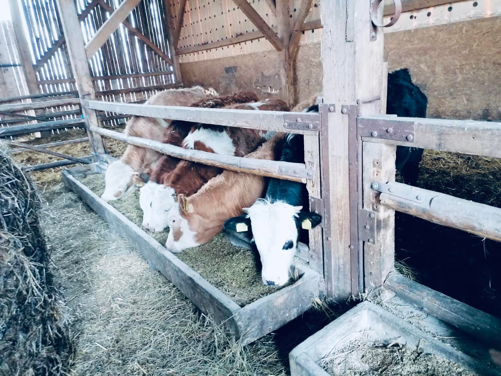 “Vaca de lapte nu trebuie să ajungă la abator”, spune Daea. Ce forme de sprijin vor veni prin PNS