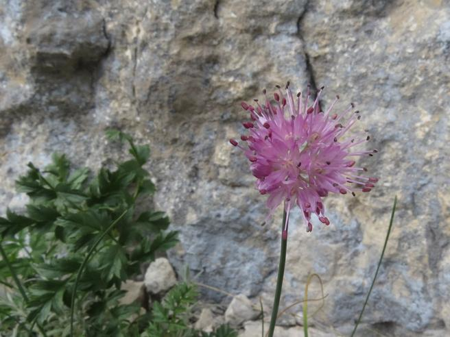 Unică în lume – Floarea Allium Ducissae