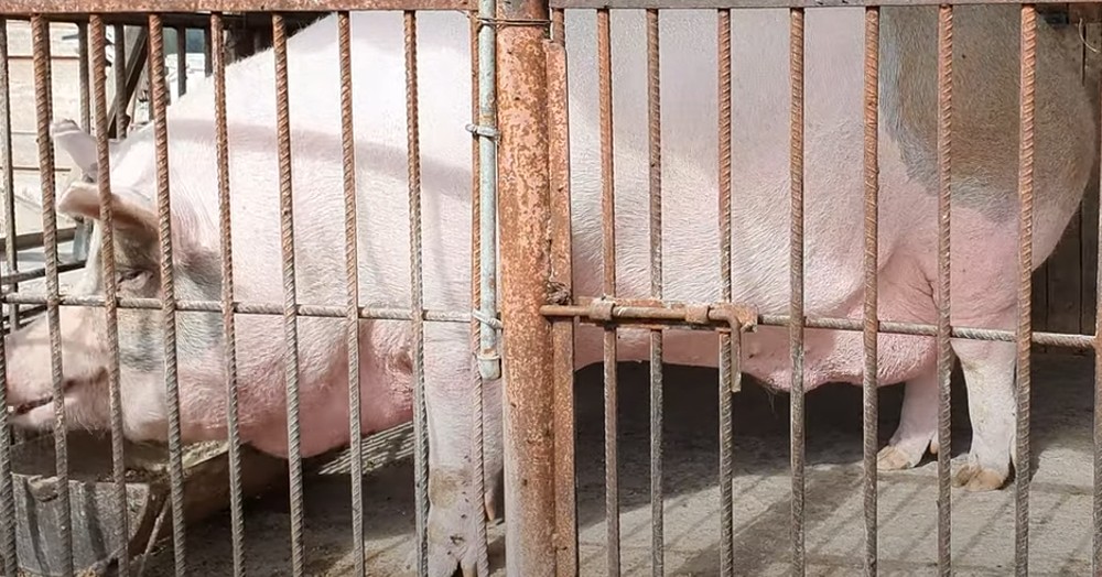 Câte kilograme are Jardel, cel mai mare porc din România (Video)