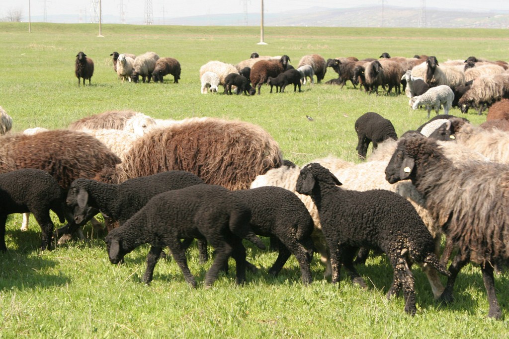 Cum au ajuns ciobanii din Vaslui să caute disperați porumb în Ucraina și Republica Moldova