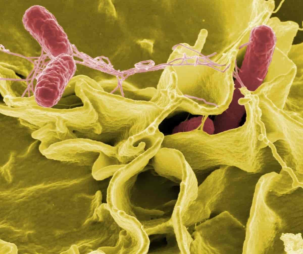 Epidemie de salmoneloză în Europa, transmite Centrul european pentru prevenirea și controlul bolilor
