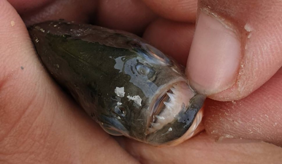Pește pirahna găsit în râul Crișul Repede din Bihor