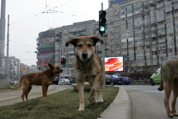 Ciprian Ciucu dă vina pe ASPA pentru moartea femeii sfâșiate de câini