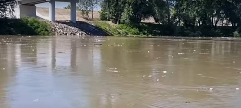 Tone de deșeuri coboară pe Someș, spre Ungaria (Video)
