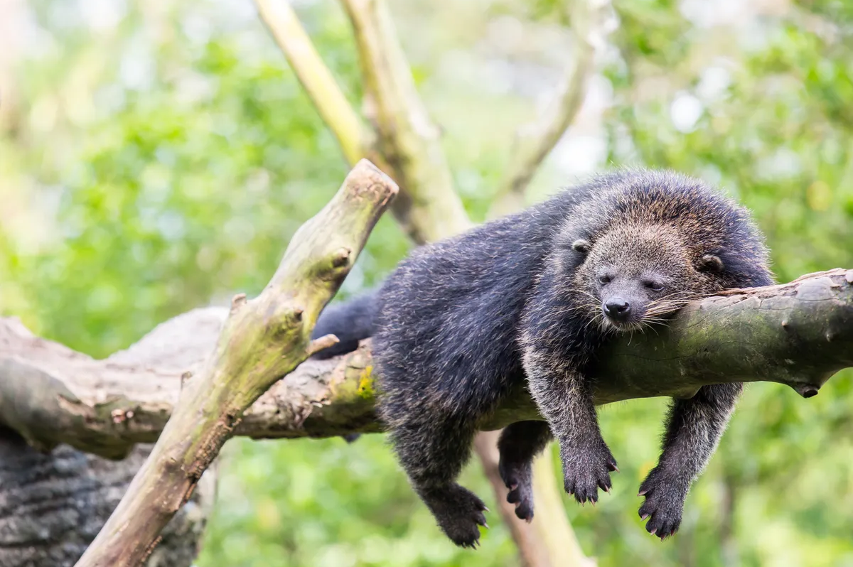Animalul neobișnuit care miroase a popcorn cu unt