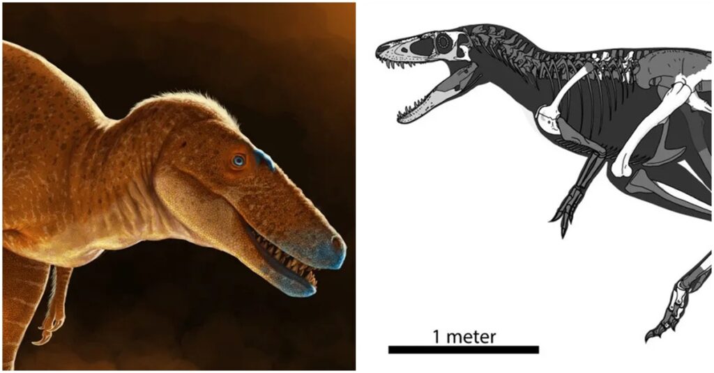 Faceți cunoștință cu „Prințul Dragon”, nou-descoperitul văr al lui T. Rex, care cutreiera Mongolia în urmă cu 86 de milioane de ani