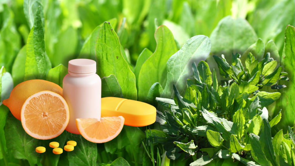 Planta uitată din pajiștile României e plină de vitamina C. Azi o călcăm, cândva hrănea generații întregi